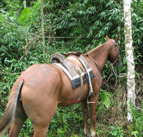 Horseback riding