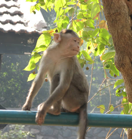 Monkey!